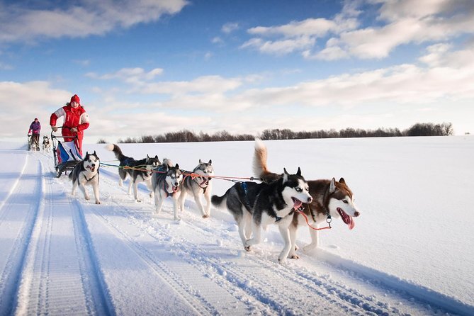 husky sledding